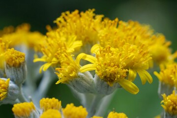 .......茎が白色で黄色い花弁の花のクローズアップ