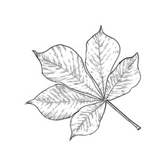 Hand drawn chestnut leaf. Vector illustration.
