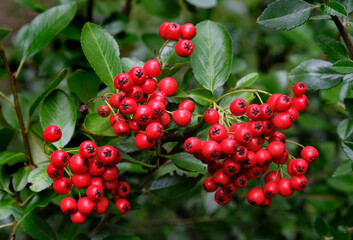 Red chokeberry berries