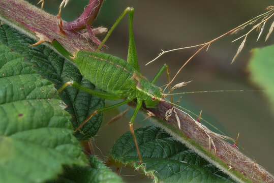 Punktierte Zartschrecke