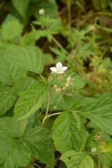 Blackberry blossoms and buds blooming. Blackberry white flower blossom plant branch in summer.