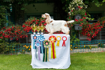 outdoor portrait of english cocker spaniel in exhibition pose, european champion with cups and...