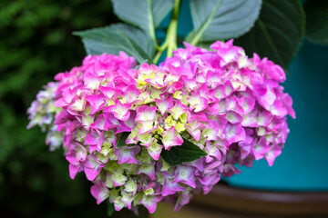 Beautiful pink flower Hydrangea macrophylla in pot, arranged in late summer garden.