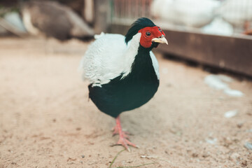 red chicken on background of the green grid. breeding birds in a country house in the village.