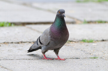 Beautiful pigeon stands on the asphalt close-up, front view
