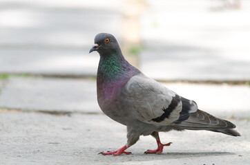 Beautiful pigeon walking on asphalt side view, close-up
