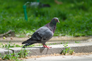 Pigeon stands on the curb next to the asphalt in the sunlight, green grass blurred in the background, close-up
