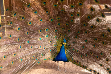 Obraz premium Peacocks with colourful feathers fan-spreading its tail