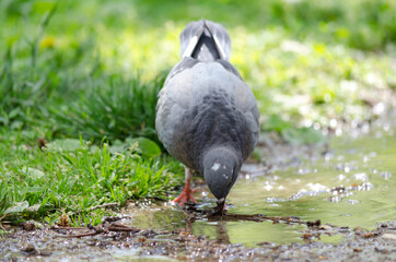 Fototapeta premium Pigeon drinking water from a puddle on the ground in the middle of green grass, on a Sunny day, close-up 