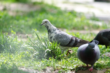 White and gray pigeon walks on green grass in sunlight close-up
