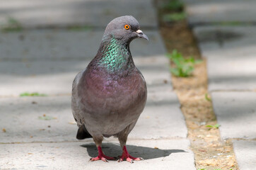 The dove stands on the asphalt in the sunlight and looks away, front view, close-up
