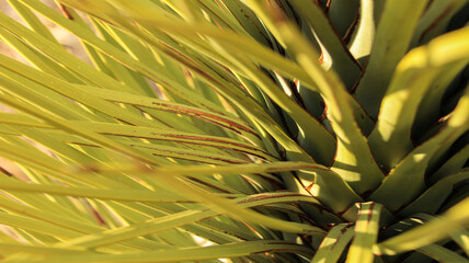 Joshua Tree Up-close