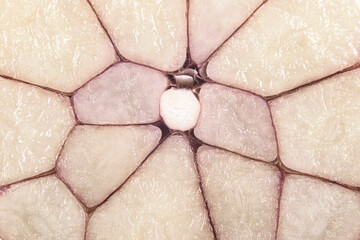 Macro shot fresh garlic cut across. Garlic bulb cut in half inside cross section close up.