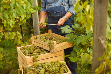 Vineyard worker holding a tablet near boxes with white grapes