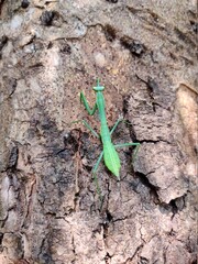 Green Mantis found on a wooden background.
