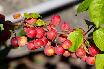 Fruits of a red sentinel apple tree, a ornamental apple also called ruber custos, christmas apple or zierapfel