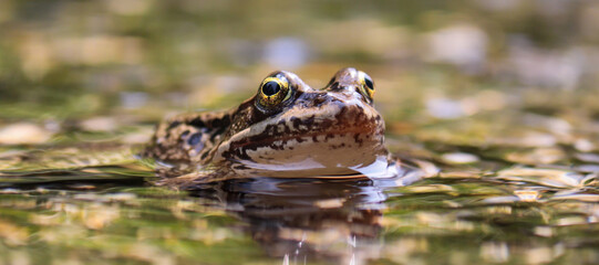 Frog in the Pond