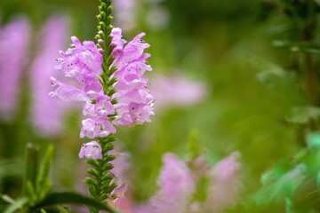 優しいピンク色の花が咲くハナトラノオは満開前が美しい