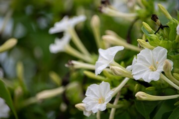 陽が落ちるころ、甘い香りを放ちながら花びらを開くオシロイバナ