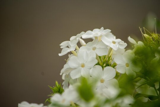 フロックス Images Browse 815 Stock Photos Vectors And Video Adobe Stock