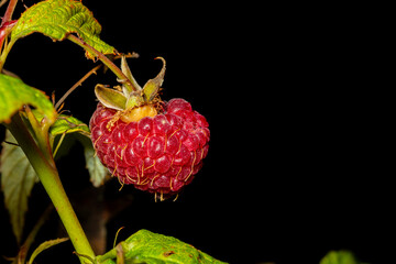 Night pictures of red, fresh raspberry in organic garden
