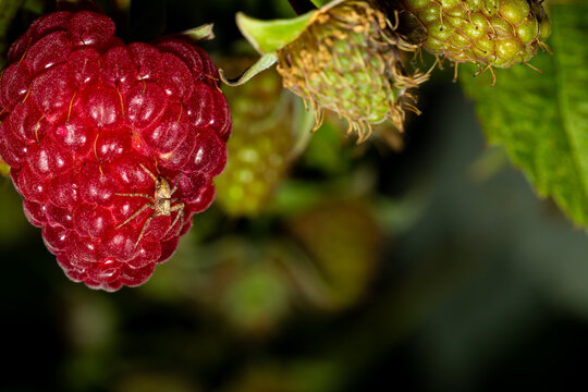 Night pictures of red, fresh raspberry in organic garden. Small pider on the berry