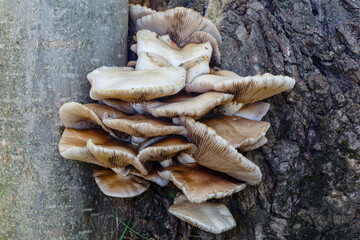 Agrocybe aegerita. Group of poplar mushrooms.