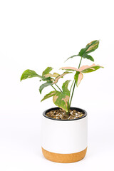Syngonium podophyllum Pink Variegated, Plant in a water bottle, indoor houseplant