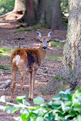 Ein Reh ( Capreolus capreolus ).