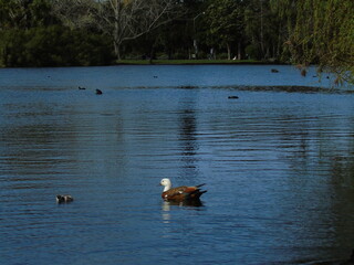 ducks on the lake