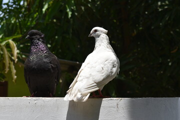 a black and white dove in the village