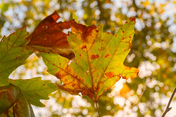 Close up on texture of a colorful autumn plane leafs  