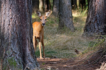 Ein Reh ( Capreolus capreolus ).