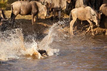 The wildebeest are also called as Gnu, these are even-hooved (ungulate) mammal