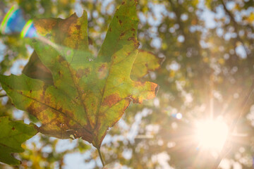 Rainbow lens flare created by sun shining through colorful autumn plane leafs. Natural autumnal background  