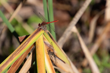 Close up of a male and female scarlet darter dragonfly, also called Crocothemis erythraea or Feuerlibelle