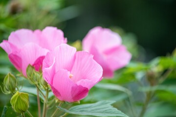 Obraz premium どんなアングルからでも絵になりやすいムクゲの花