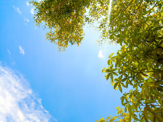 Green trees Sky and clouds background