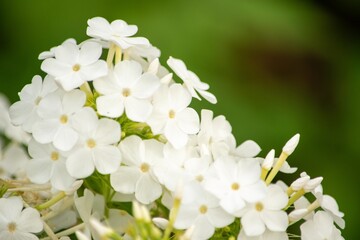 伸び伸びとおおらかに咲く宿根フロックスの花
