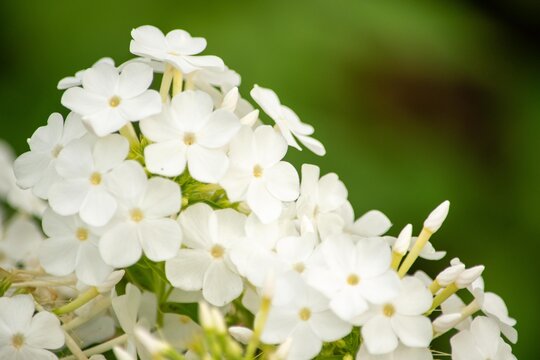 フロックス Images Browse 805 Stock Photos Vectors And Video Adobe Stock フロックス Images Browse 805 Stock Photos Vectors And Video Adobe Stock