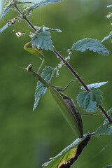 Europäische Gottesanbeterin (Mantis religiosa)