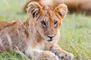 Resting lion cub on the savanna