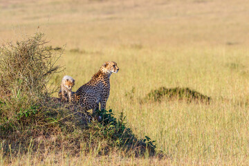 Cheetahs cub with his mother in savanna in Africa