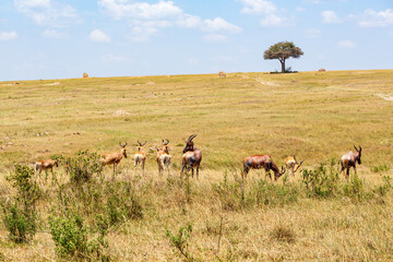 Flock with Hartebeest on the savannah in Africa