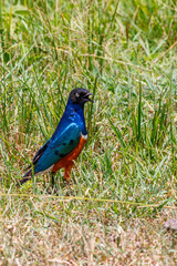 Colorful Superb starling in the grass