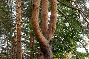 Obraz premium Three trunks of a single pine