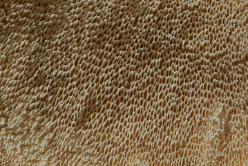 texture of mushroom