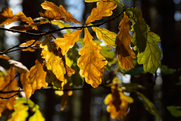 Oak leaf on a tree