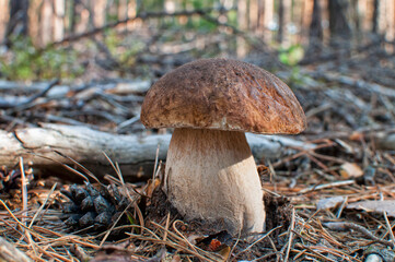 Pilz mushroom