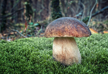 mushroom in the grass